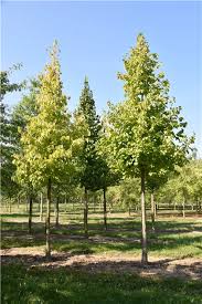 Attēlu rezultāti vaicājumam “Corylus colurna”