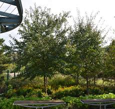 Attēlu rezultāti vaicājumam “Prunus (plum-tree)”