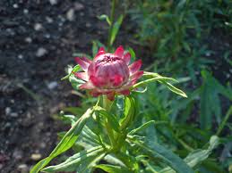 Image result for Strohblume