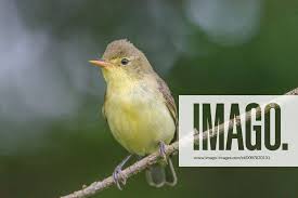 Attēlu rezultāti vaicājumam “Hippolais icterina”