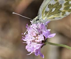 Attēlu rezultāti vaicājumam “Pontia edusa underside”
