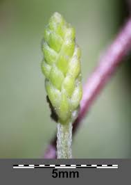 Attēlu rezultāti vaicājumam “Plantago major subsp. intermedia”