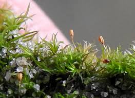 Attēlu rezultāti vaicājumam “Rhabdoweisia fugax”