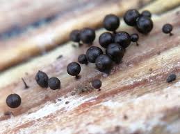 Attēlu rezultāti vaicājumam “Enerthenema papillatum”