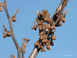 Attēlu rezultāti vaicājumam “Hamamelis vernalis bud”