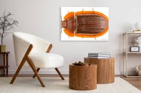 Attēlu rezultāti vaicājumam “Ostoma ferruginea”