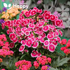 Attēlu rezultāti vaicājumam “Dianthus deltoides flower”
