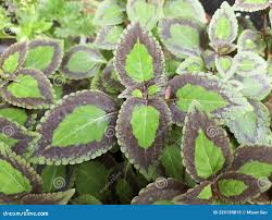 Attēlu rezultāti vaicājumam “Urticaceae”