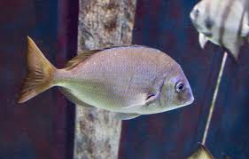 Image result for Stenotomus chrysops