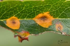 Attēlu rezultāti vaicājumam “Gymnosporangium cornutum”