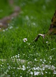 Attēlu rezultāti vaicājumam “Cardamine bulbifera leaf”