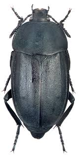 Attēlu rezultāti vaicājumam “Silpha obscura”