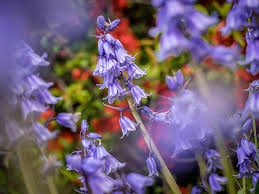 Attēlu rezultāti vaicājumam “Campanula rapunculoides flower”
