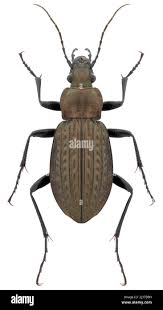 Attēlu rezultāti vaicājumam “Carabus granulatus”