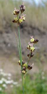 Attēlu rezultāti vaicājumam “Juncus gerardii flower”