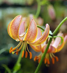 Attēlu rezultāti vaicājumam “Lilium martagon bud”