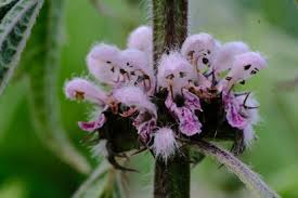 Attēlu rezultāti vaicājumam “Leonurus cardiaca flower”
