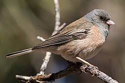 Image result for Junco hyemalis