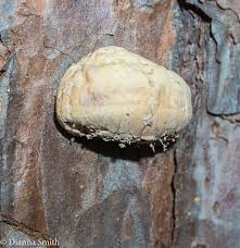 Attēlu rezultāti vaicājumam “Enteridium olivaceum spores”