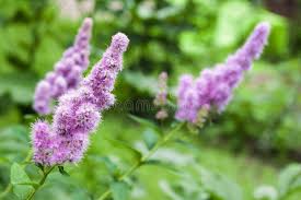 Attēlu rezultāti vaicājumam “Spiraea salicifolia flower”