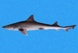 Image result for Mustelus mustelus