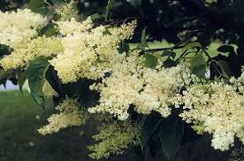 Attēlu rezultāti vaicājumam “Syringa reticulata subsp. amurensis”