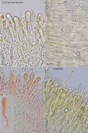 Attēlu rezultāti vaicājumam “Clavulinopsis helvola”