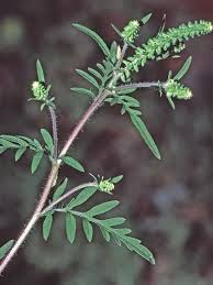 Attēlu rezultāti vaicājumam “Ambrosia artemisiifolia fruit”