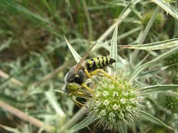 Attēlu rezultāti vaicājumam “Bembix rostrata”