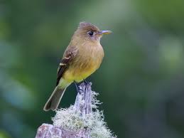 Attēlu rezultāti vaicājumam “Oecetis ochracea”