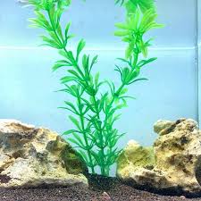 「水蘭」的圖片搜尋結果