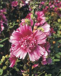 Image result for Alcea rosea