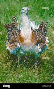 Image result for Otis tarda