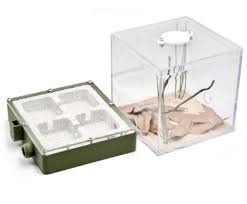 Image result for ytong ants