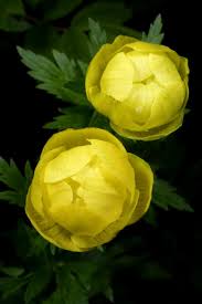 Attēlu rezultāti vaicājumam “Trollius europaeus leaf”