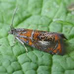 Attēlu rezultāti vaicājumam “Olethreutes arcuella”