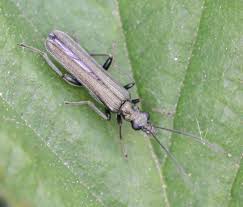 Attēlu rezultāti vaicājumam “Oedemera femorata”