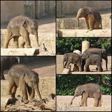 Mini-Elefanten im Zoo Hannover - Bild \u0026amp; Foto von Doris Thiemann ...