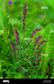 Attēlu rezultāti vaicājumam “Odontites vulgaris flower”