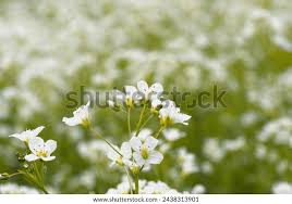 Attēlu rezultāti vaicājumam “Cardamine amara”