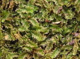 Attēlu rezultāti vaicājumam “Geocalyx graveolens”