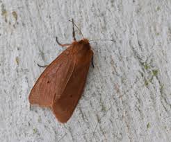 Attēlu rezultāti vaicājumam “Phragmatobia fuliginosa imago”