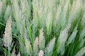 Attēlu rezultāti vaicājumam “Calamagrostis arundinacea leaf”