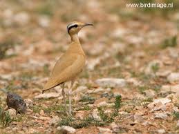 Image result for Cursorius cursor