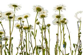 Attēlu rezultāti vaicājumam “Leucanthemum vulgare leaf”