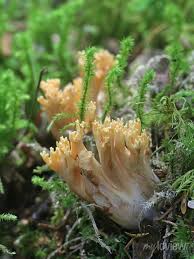 Attēlu rezultāti vaicājumam “Ramaria flava”