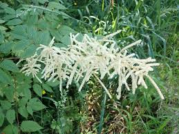 Image result for Aruncus dioicus