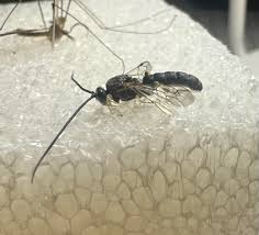 Attēlu rezultāti vaicājumam “Hymenoptera”