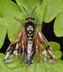 Attēlu rezultāti vaicājumam “Arge ustulata”