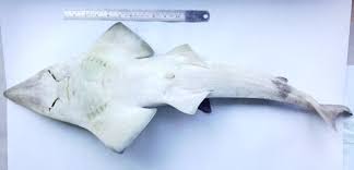 Image result for Rhynchobatus djiddensis